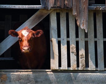 Muu / Vaca de granja Arte mural de naturaleza / Póster / Lámina enmarcada / Lienzo / Fotografía