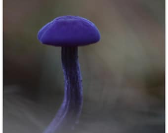 Arte de pared de setas púrpuras / naturaleza - Póster de papel mate premium