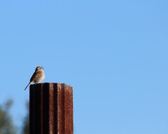Sing to the Sky    |    Nature Wall Art   |   Poster / Framed Print / Canvas / Photography