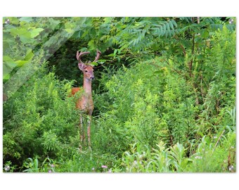 Young Buck    |    Nature Wall Art, Acrylic Print