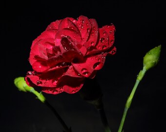 Rosa bajo la lluvia / Arte mural de naturaleza / Póster / Lámina enmarcada / Lienzo / Fotografía