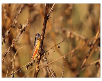 Saltamontes - Póster de papel mate premium