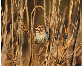 Little Brown Bird, Nature Wall Art - Póster de papel mate premium