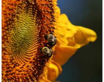 Encuéntrame en el girasol, arte de la pared de la naturaleza - cartel de papel mate premium