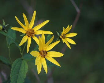 Alcachofa de Jerusalén / Arte mural de naturaleza / Póster / Lámina enmarcada / Lienzo / Fotografía