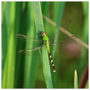 Green Dragonfly, Nature Wall Art - Premium Matte Paper Poster
