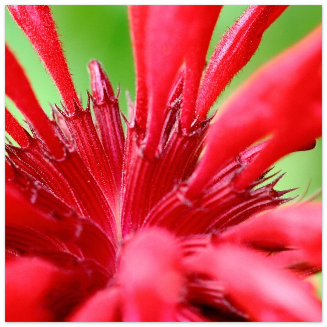 Bee's Balm | Nature Wall Art, Nature Print - Premium Matte Paper Poster ...