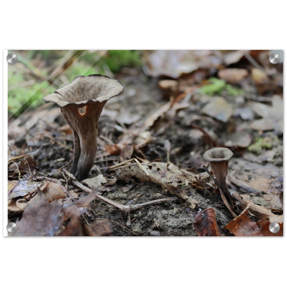 Black Trumpet    |    Nature Wall Art, Nature Print