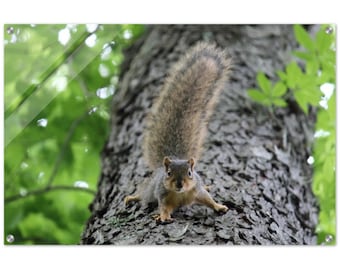 Angry Fox Squirrel    |    Nature Wall Art, Nature Print