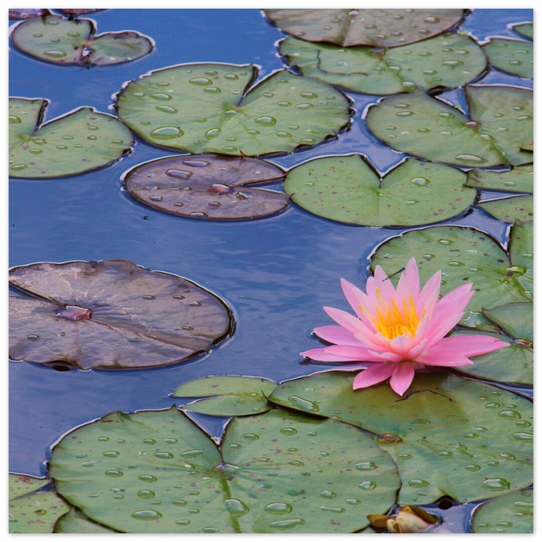 Lily Pads | Nature Wall Art, Nature Print - Premium Matte Paper Poster ...
