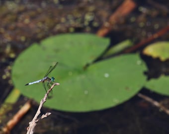 Colgando de la hoja de nenúfar / Arte mural de naturaleza / Póster / Lámina enmarcada / Lienzo / Fotografía