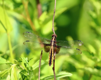 Libélula viuda, libélula marrón / Arte mural de naturaleza / Póster / Lámina enmarcada / Lienzo / Fotografía