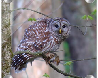 Búho barrado / Arte mural natural, impresión acrílica de naturaleza