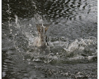 ¡Perdido! , Arte de pared natural - Póster de papel mate premium