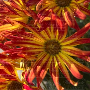 Fall Mum
