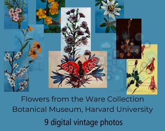 Ware Collection Botanical Glass Models, 9 Vintage Plant Photographs Restored Botanical Wall Art Set