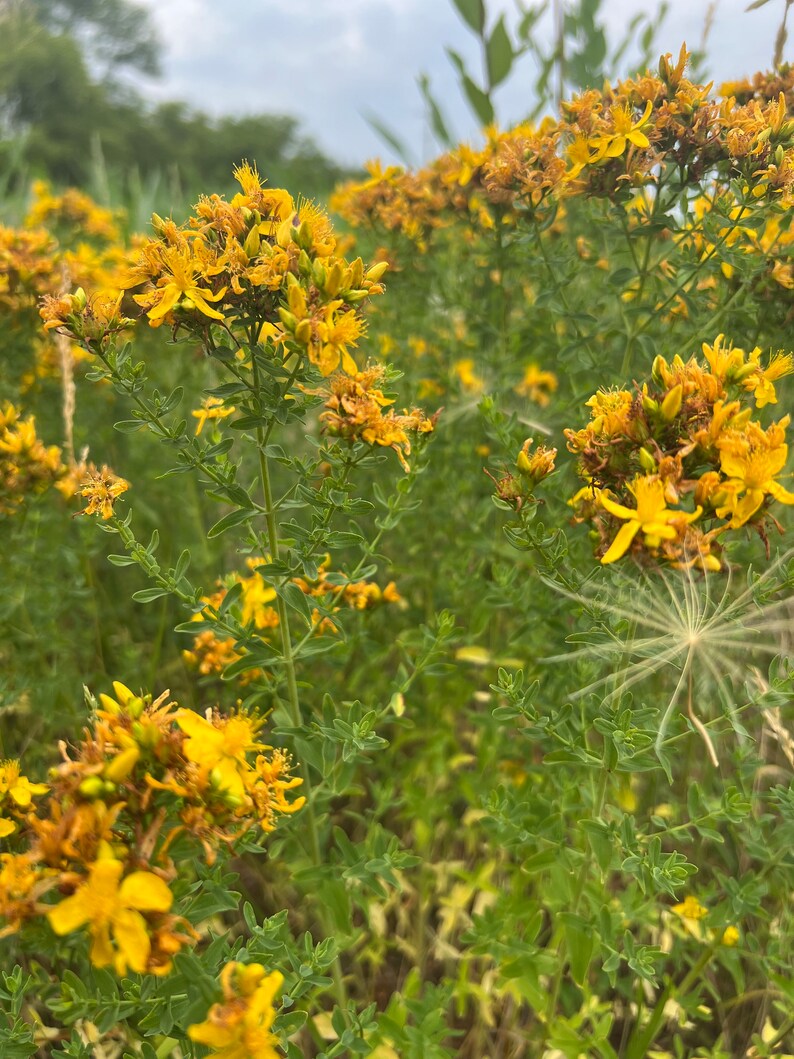 Nerve Pain St. John's Wort Salve Fibromyalgia Sciatica Etsy