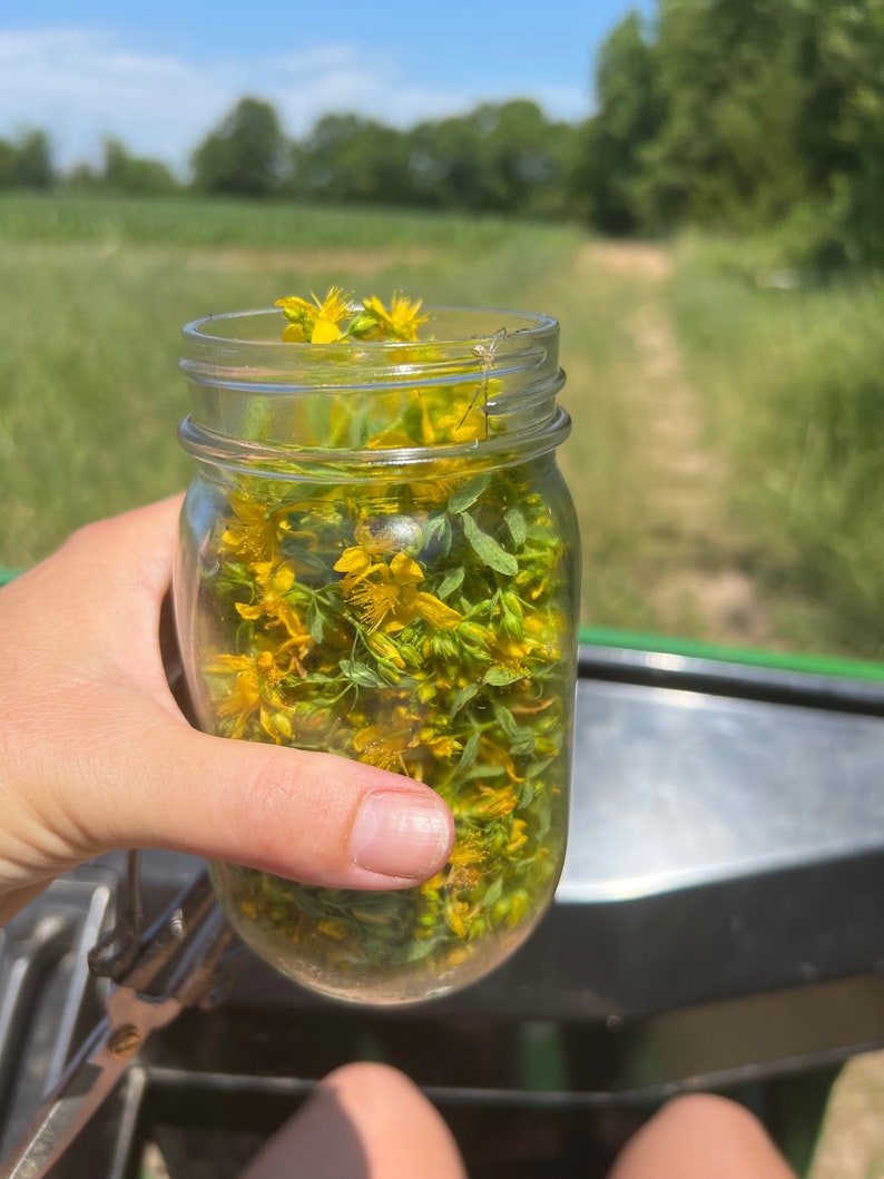 Nerve Pain St. John's Wort Salve Fibromyalgia Sciatica Etsy