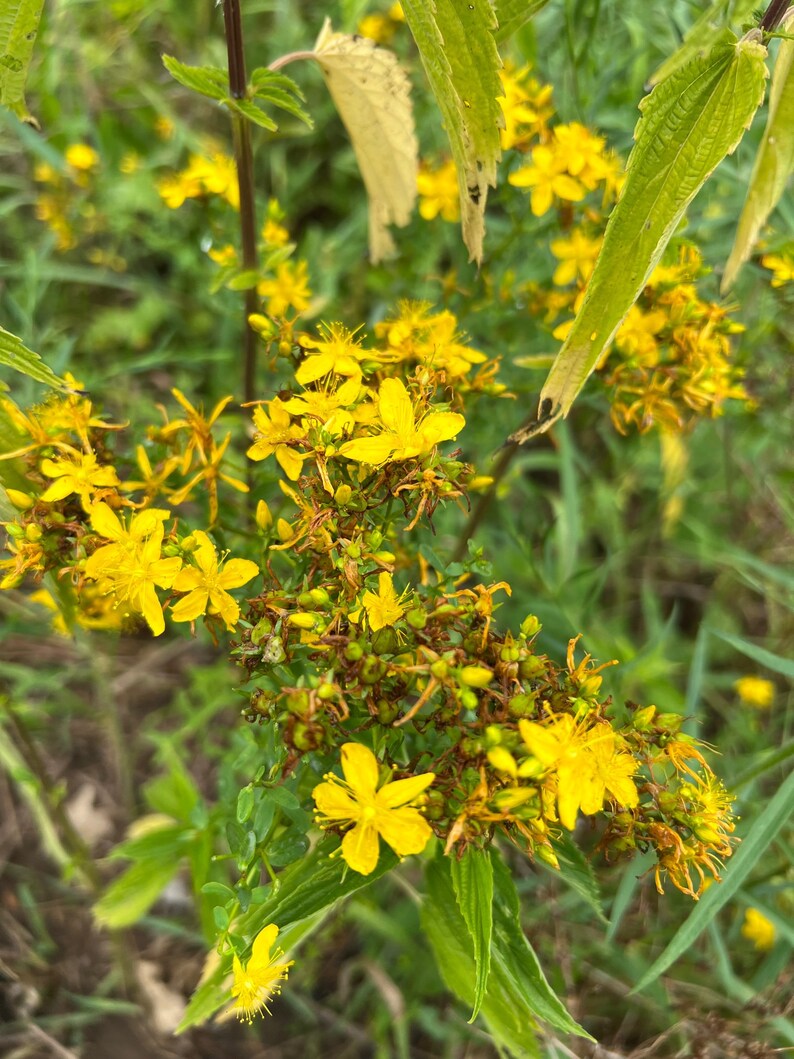 Nerve Pain St. John's Wort Salve Fibromyalgia Sciatica Etsy
