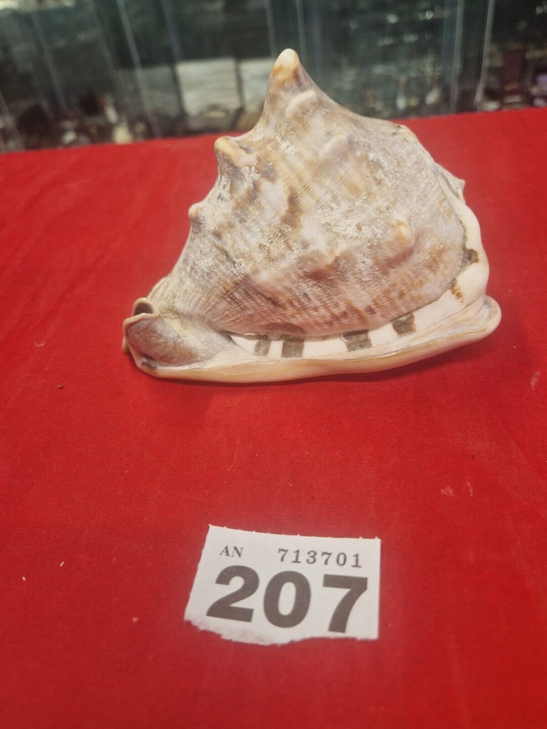 Large Queen Helmet Conch Shell Horned Large Natural Seashell Etsy