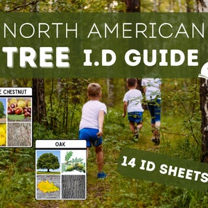以下が含まれることがあります： 北米の木の識別ガイド、14枚の識別シート付き。ガイドには、木、葉、その他の識別特徴のイラストが掲載されています。2人の子供が森の中を歩いています。