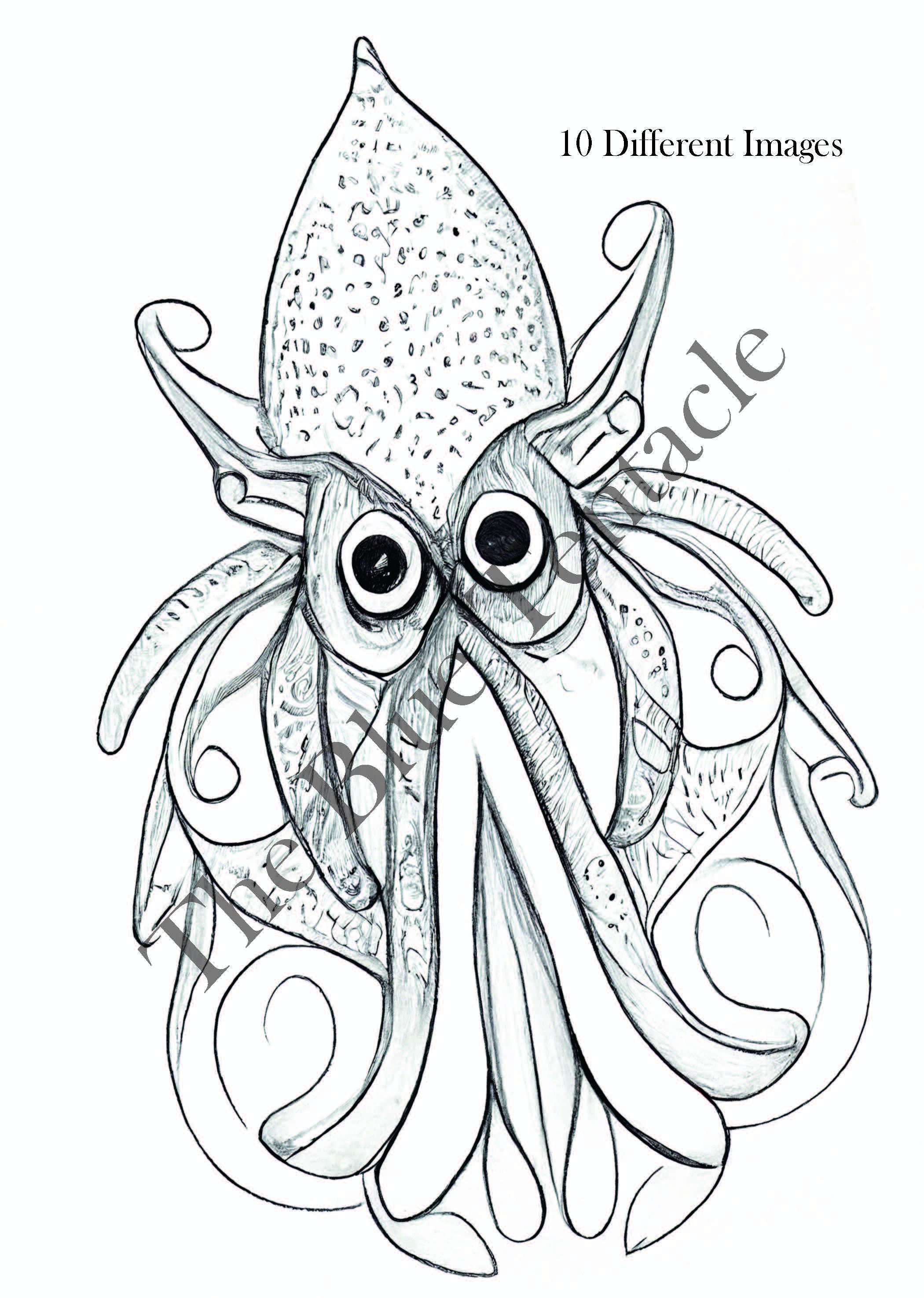 squid coloring pages