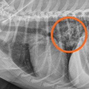 Dx Imaging: Esophagus