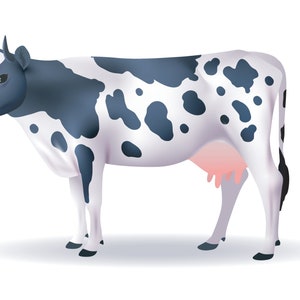 Theriogenology : Dairy Cattle