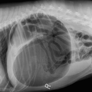 Puede incluir: Imagen de rayos X en blanco y negro del abdomen de un perro, que muestra el contorno del estómago y los intestinos. La imagen está etiquetada con "R" para la derecha.