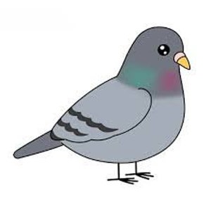Pigeons Avian and Exotics