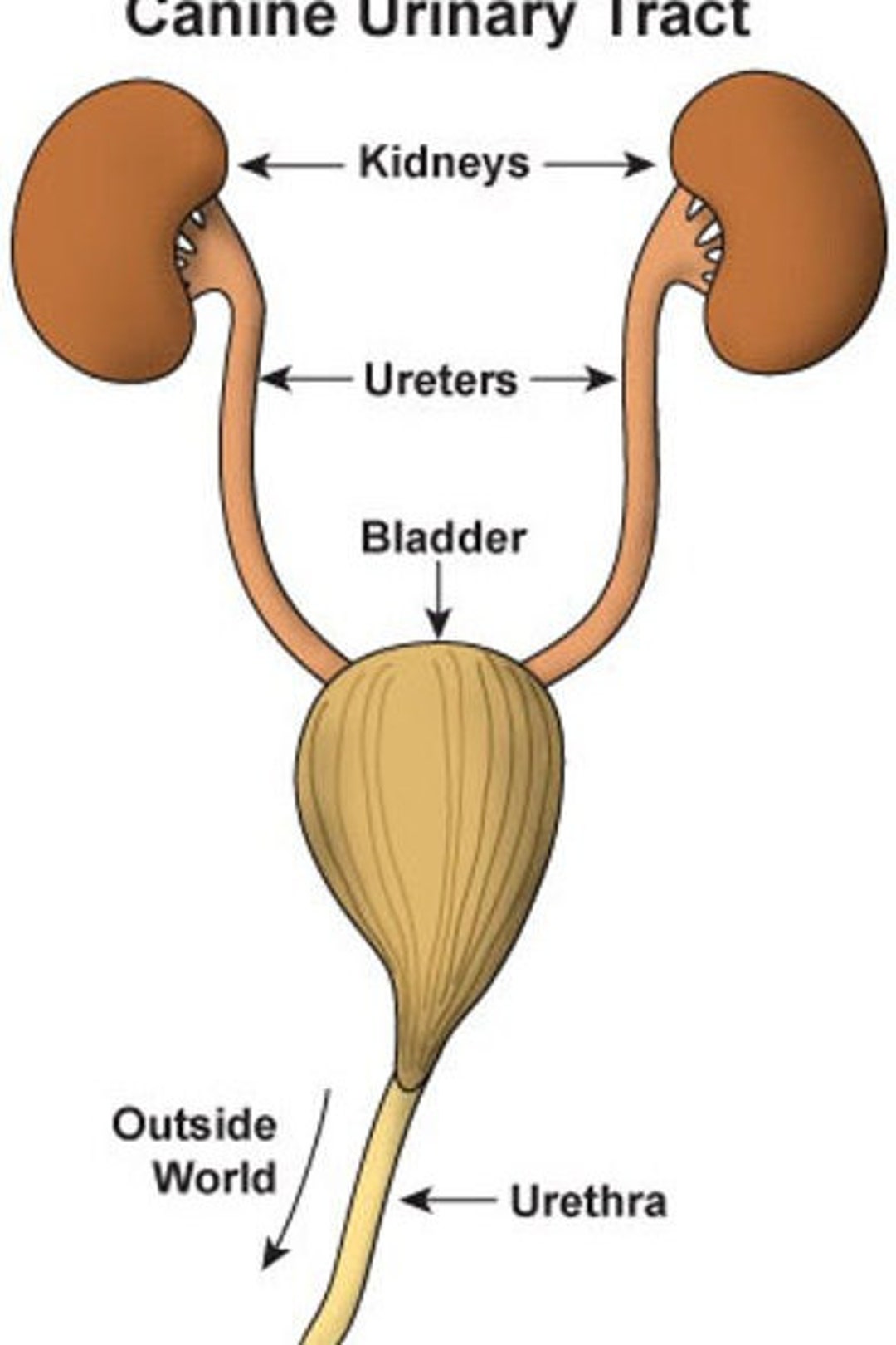 SAM: Urinary Incontinence and Blocked Cats - Etsy