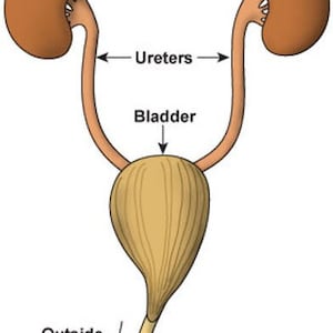 SAM: Urinary Incontinence and Blocked Cats
