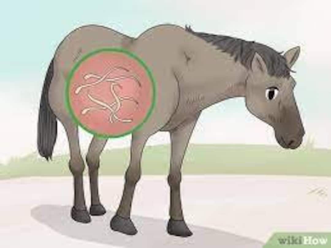 Parasitology Equine and Ruminant Parasites Etsy