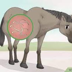 Parasitology: Equine and Ruminant Parasites