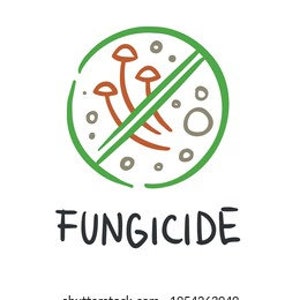 Clinical Pharm: Anti-Fungals