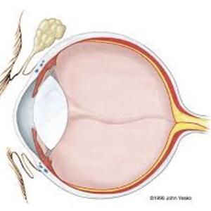 Systems: Eyelid