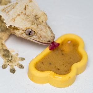 Amari Crested Gecko Cloud Bowls