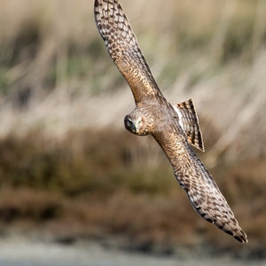 Northern Harrier Swoops In / Fine Art Photographic Print
