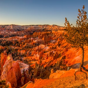 Tiptoe Tree Bryce Sunrise / Fine Art Photographic Print