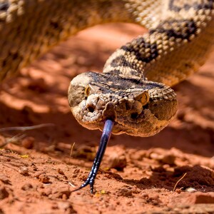 Back Off! / Fine Art Photographic Print