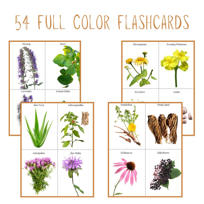 Medicinal Herbs Unit Study Homeschool | Herbalism Botany Curriculum | Herb Study Notebooking, Coloring, Copywork & Flashcards image 5