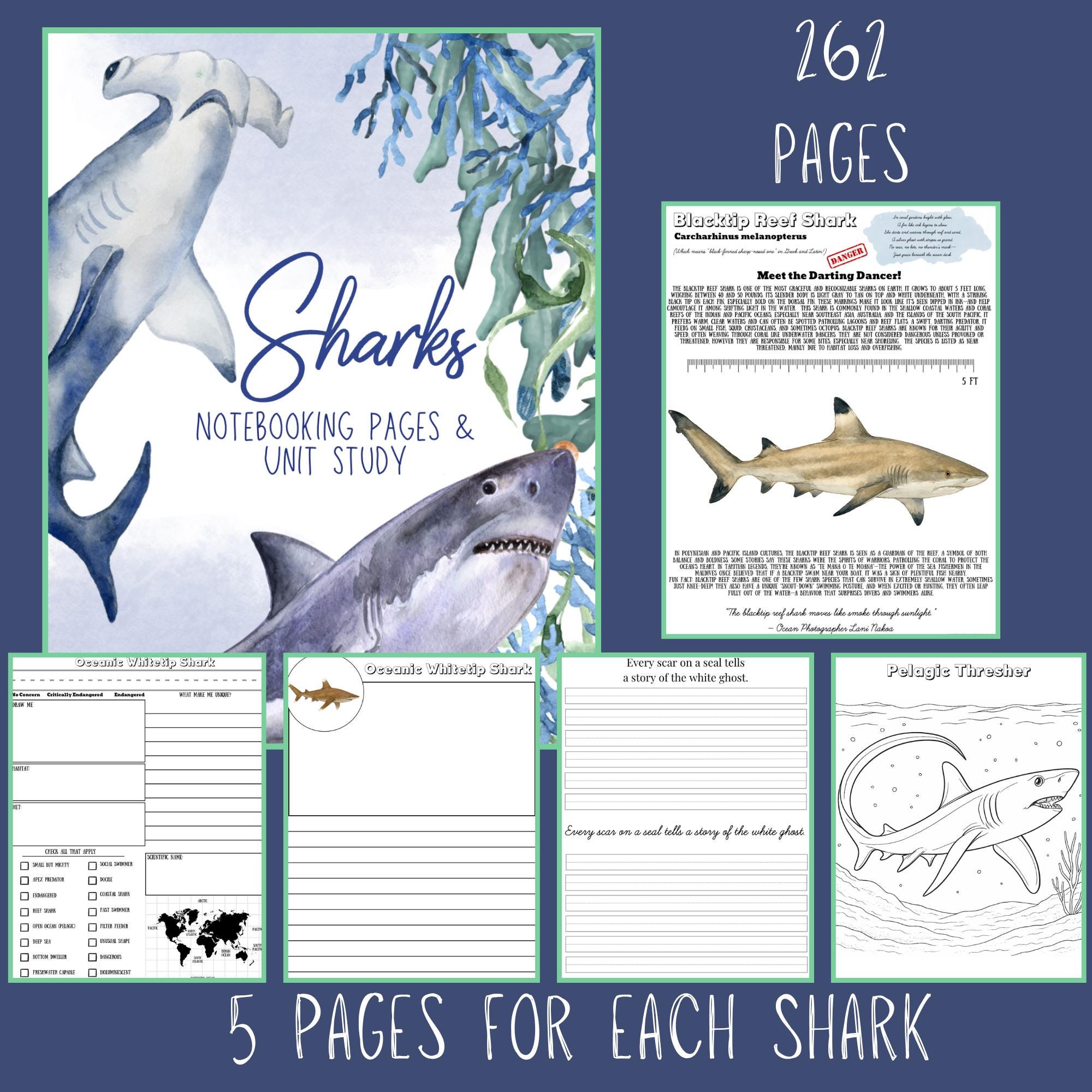 Sharks of the World Homeschool Unit Study: Marine Biology Nature ...