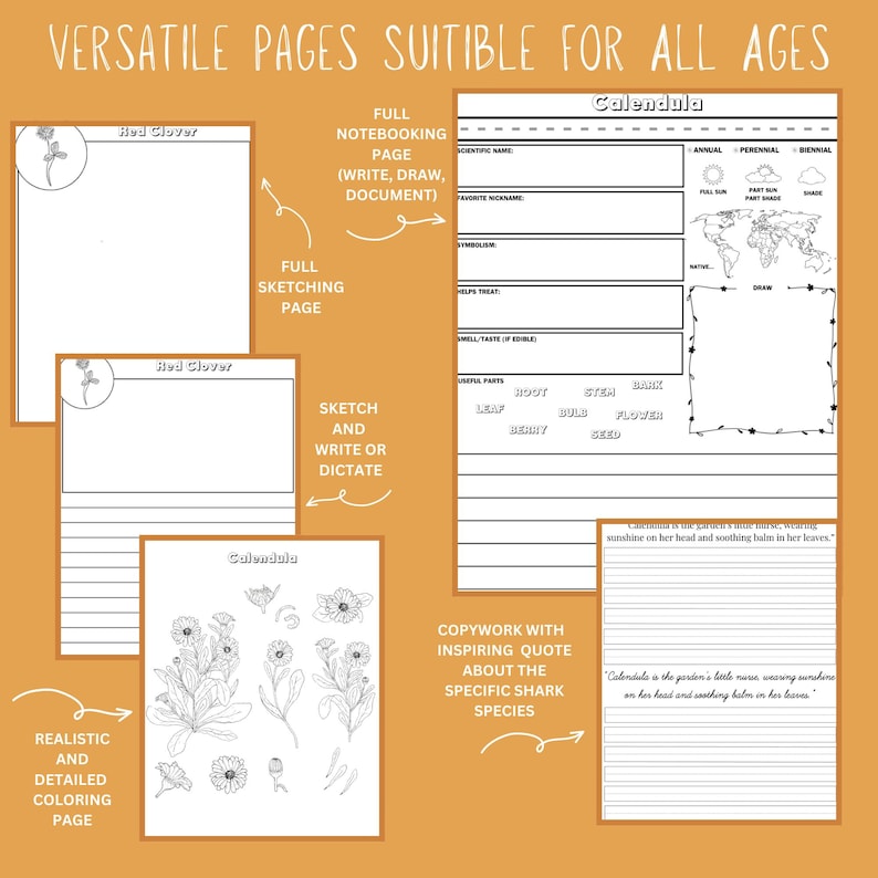 Medicinal Herbs Unit Study Homeschool | Herbalism Botany Curriculum | Herb Study Notebooking, Coloring, Copywork & Flashcards image 4