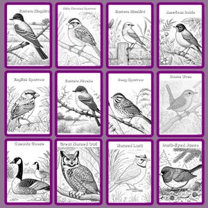 Pu&ograve; includere: Una collezione di dodici illustrazioni di uccelli, ciascuna su una carta con un bordo viola. Gli uccelli includono un tiranno orientale, un passero golarossa, un'usignolo azzurro orientale, un pettirosso americano, un passero inglese, un febe orientale, un passero canoro, uno scricciolo, un'oca canadese, un gufo reale, un'allodola cornuta e un junco occhi scuri.