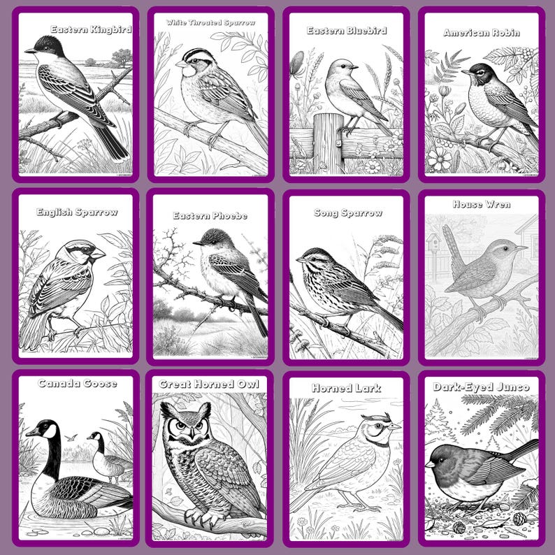 Pu&ograve; includere: Una collezione di dodici illustrazioni di uccelli, ciascuna su una carta con un bordo viola. Gli uccelli includono un tiranno orientale, un passero golarossa, un'usignolo azzurro orientale, un pettirosso americano, un passero inglese, un febe orientale, un passero canoro, uno scricciolo, un'oca canadese, un gufo reale, un'allodola cornuta e un junco occhi scuri.