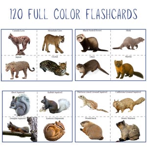 The Burgess Animal Book Notebooking Journal: Ambleside Homeschool Unit Study with Flashcards, Coloring Pages, Worksheets image 6
