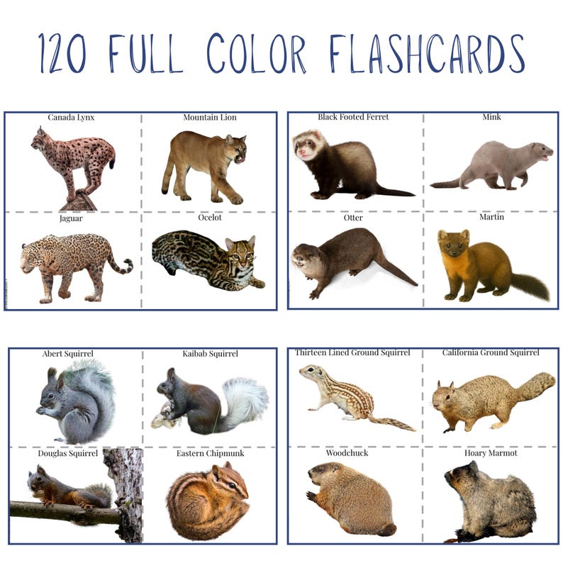 The Burgess Animal Book Notebooking Journal: Ambleside Homeschool Unit Study with Flashcards, Coloring Pages, Worksheets image 6