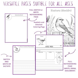 Pu&ograve; includere: Pagine stampabili per tutte le et&agrave; con illustrazioni di uccelli. Include pagine per disegnare, scrivere e colorare. Le pagine includono il testo "VERSATILE PAGES SUITIBLE FOR ALL AGES", "FULL SKETCH or WRITE NOTEBOOKING PAGE", e "FULL NOTEBOOKING PAGE (WRITE, DRAW, DOCUMENT)".