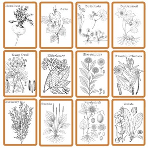 Medicinal Herbs Unit Study Homeschool | Herbalism Botany Curriculum | Herb Study Notebooking, Coloring, Copywork & Flashcards image 9