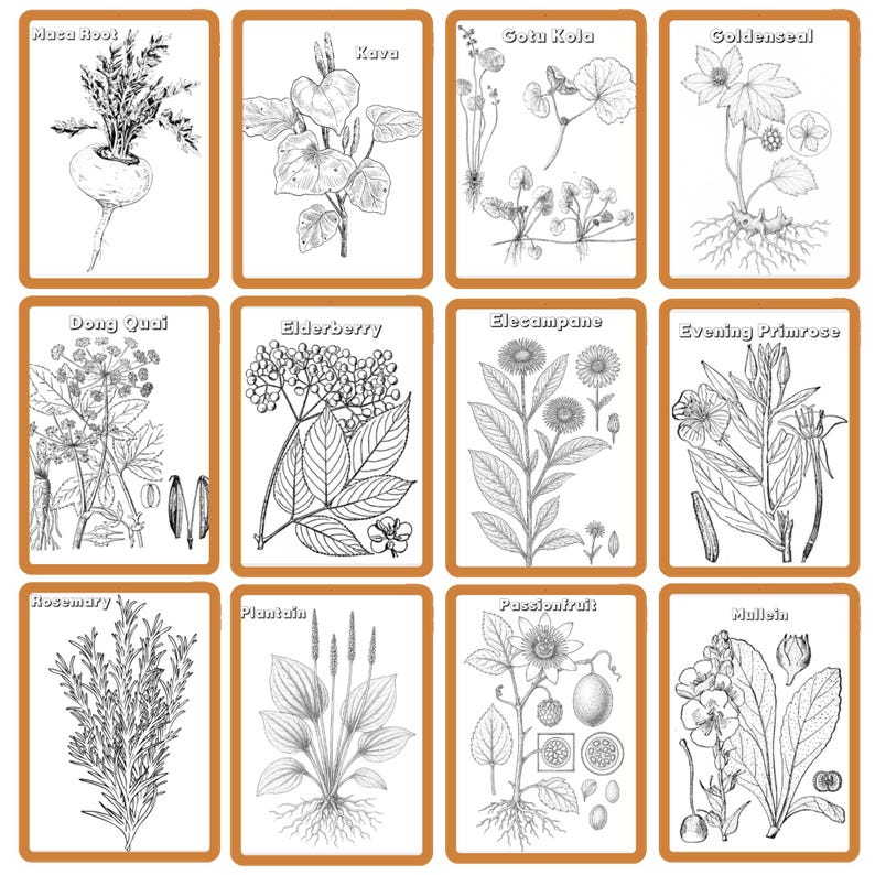 Medicinal Herbs Unit Study Homeschool | Herbalism Botany Curriculum | Herb Study Notebooking, Coloring, Copywork & Flashcards image 9